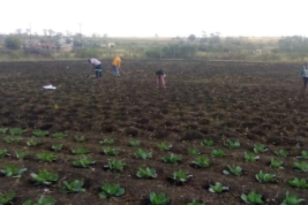 Farming Gal 11